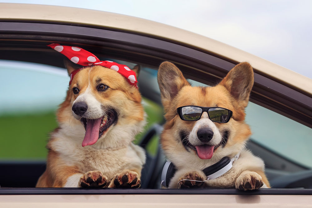 Tips for a Pet-friendly Road Trip