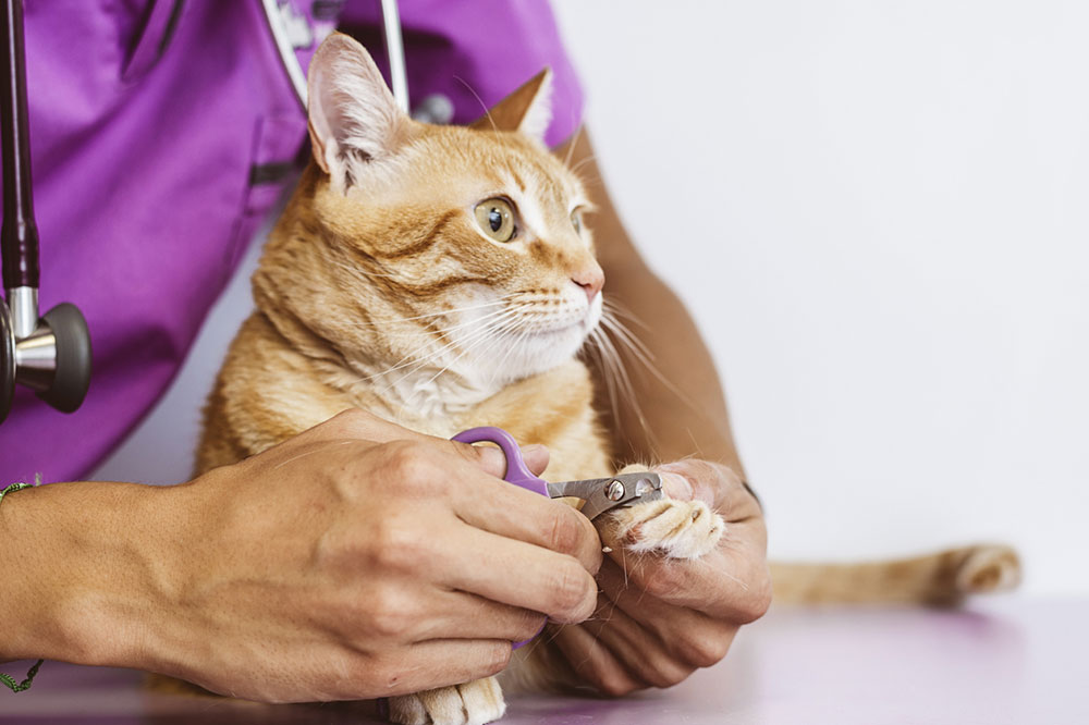 4 Feeding Tips For Cats with Diabetes