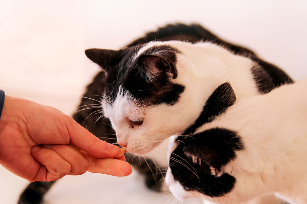 5 Brands Selling Healthy Cat Treats