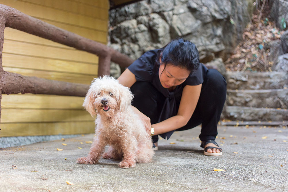 6 Deterrents for Fleas and Ticks on Dogs