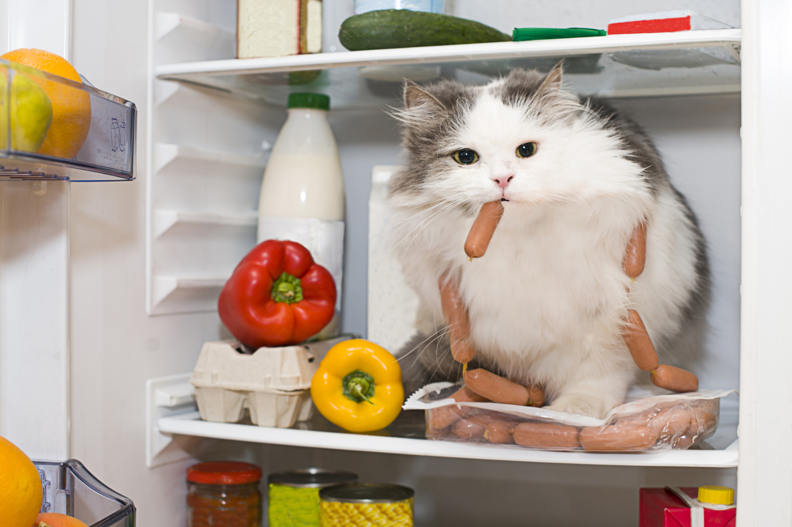 Human Foods That Are Toxic for Cats